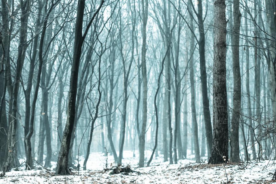 woods winter trees snow nature forest 