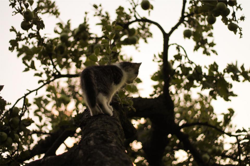 cat, climbing, tree, animal