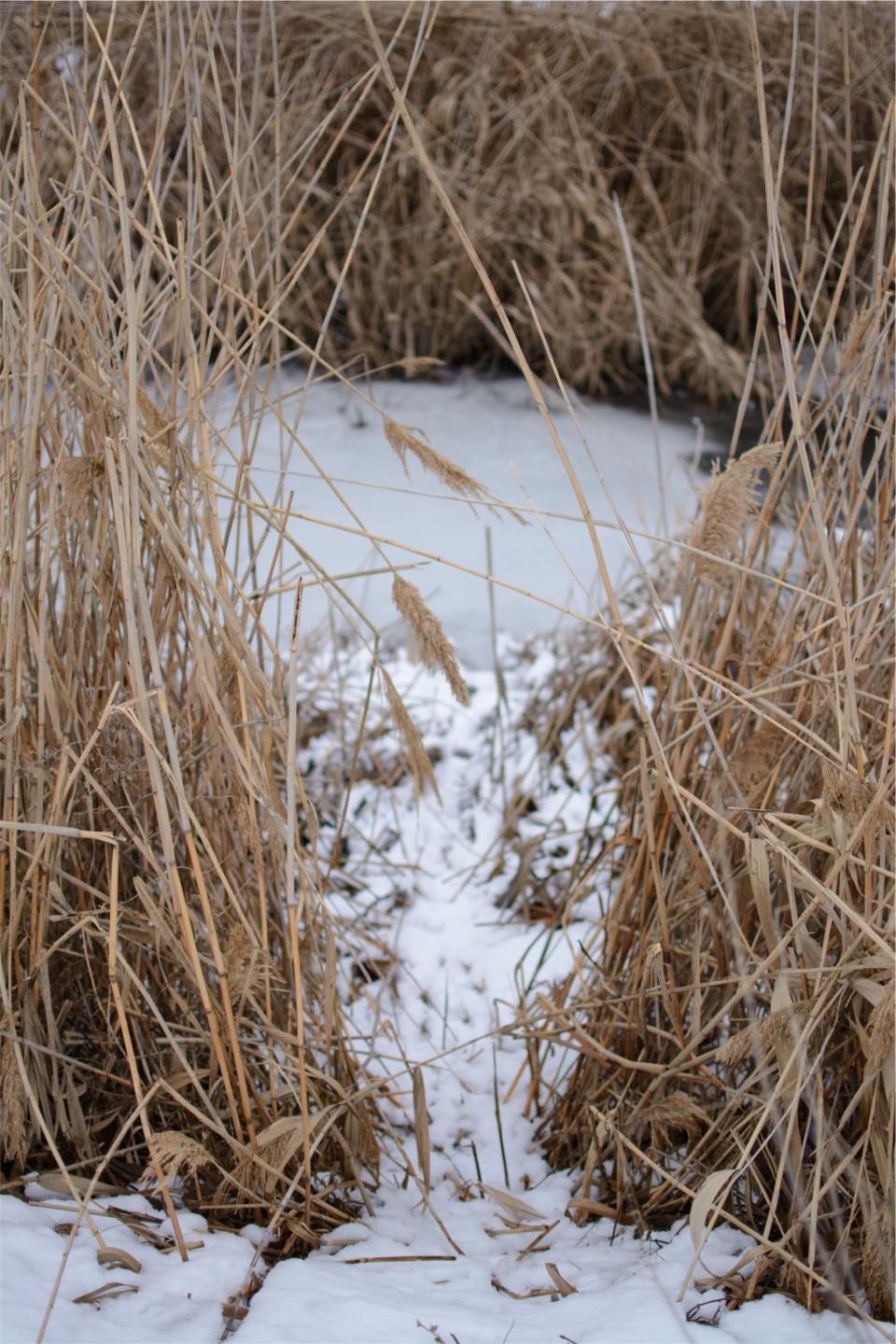 snow reeds plants 