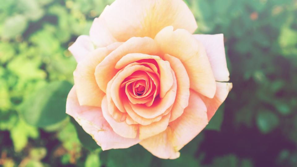 rose flower 