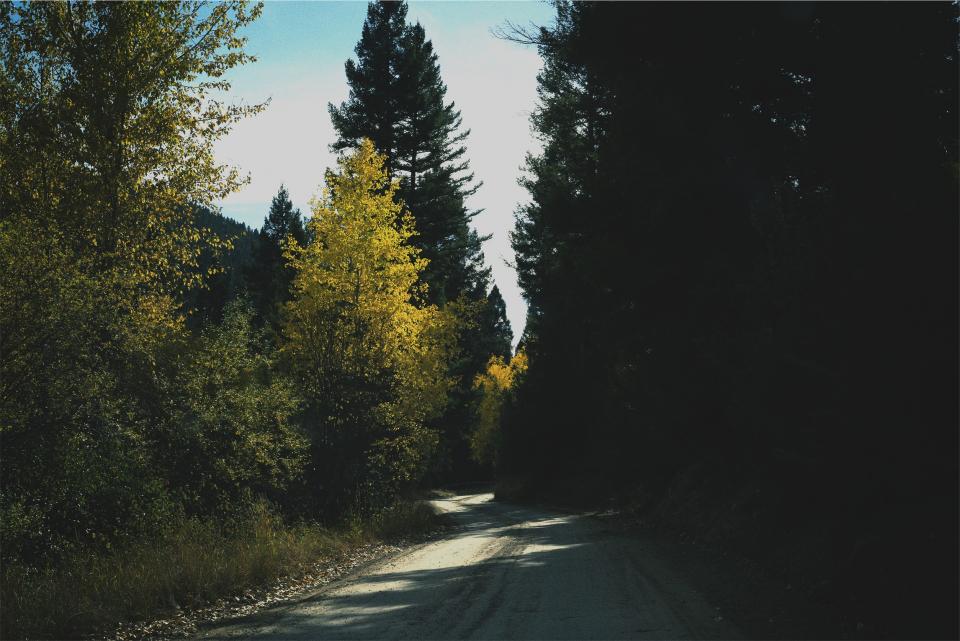 trees shadows rural road 