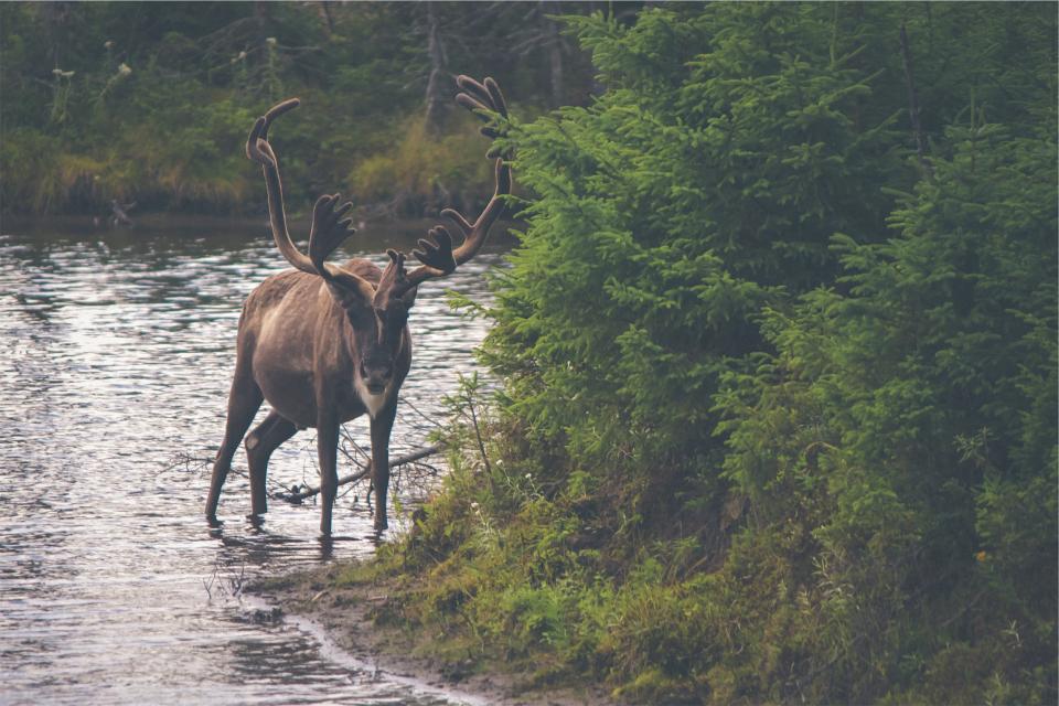 water trees river nature moose leaves antlers animal 