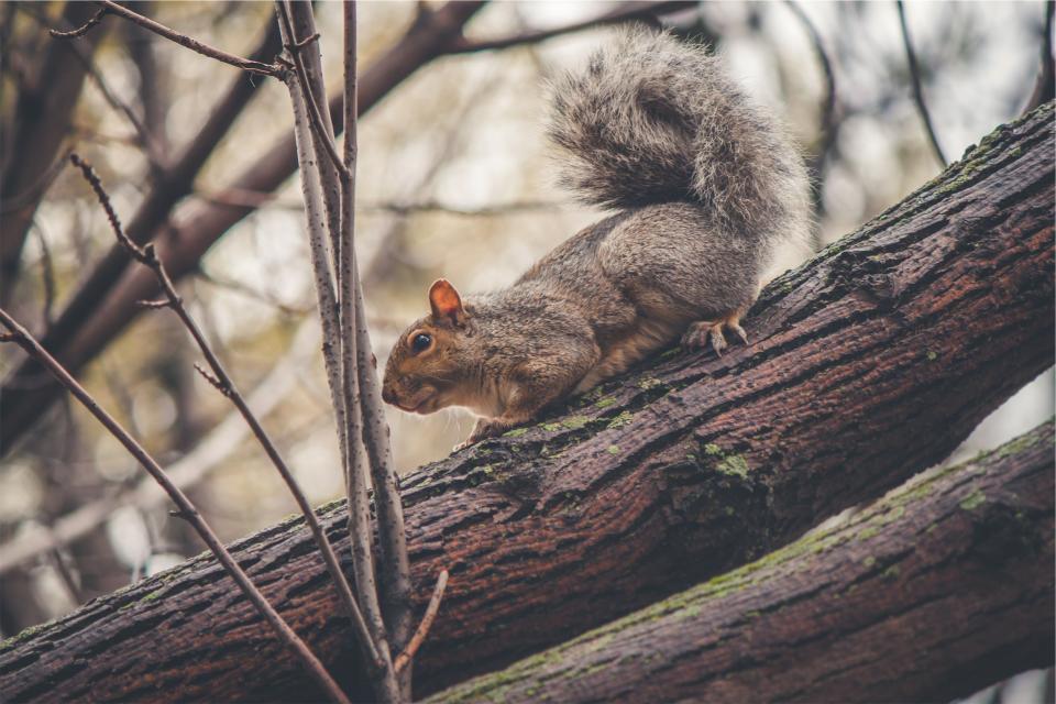 trees squirrel branches animal 