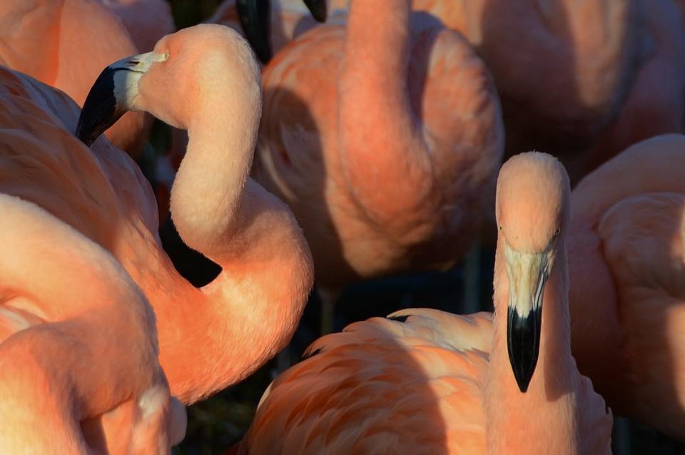 pink flamingos birds beaks animals 
