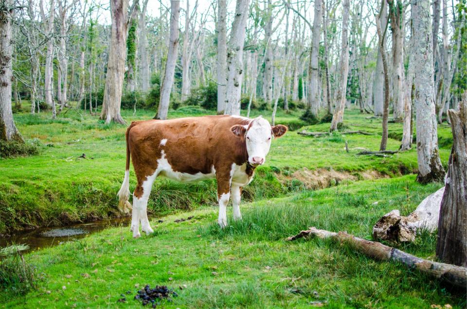 nature green grass forest cow animal 