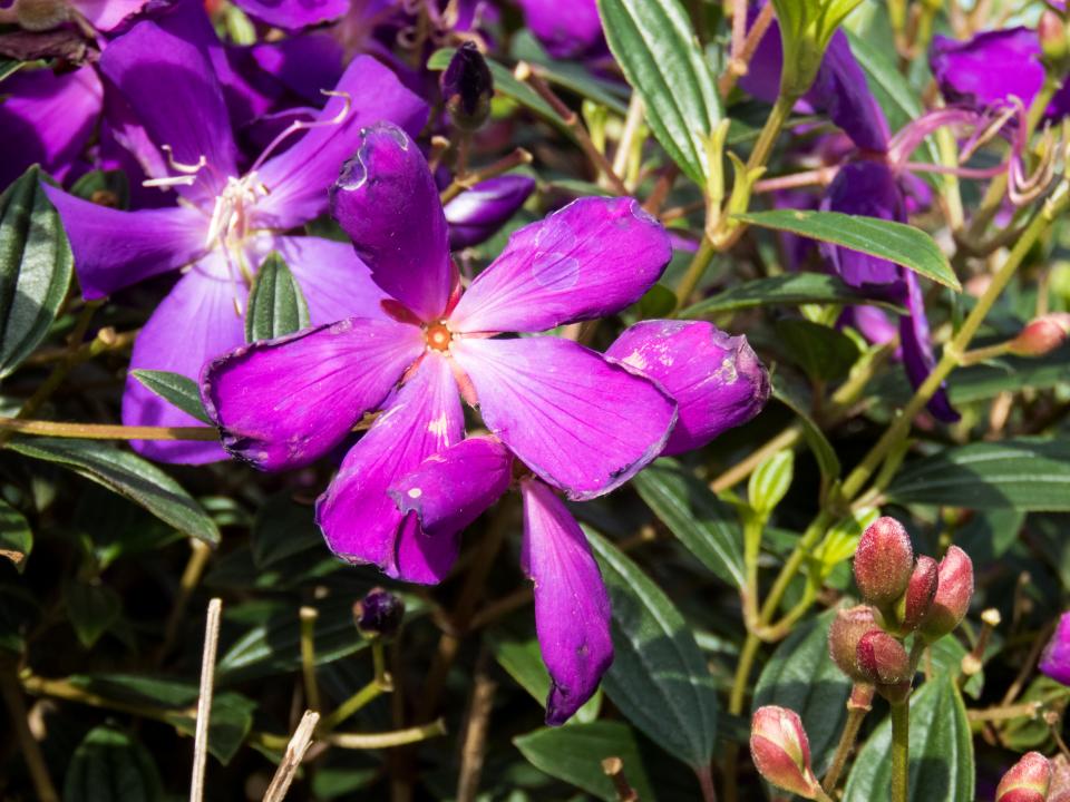 purple plants garden flowers 
