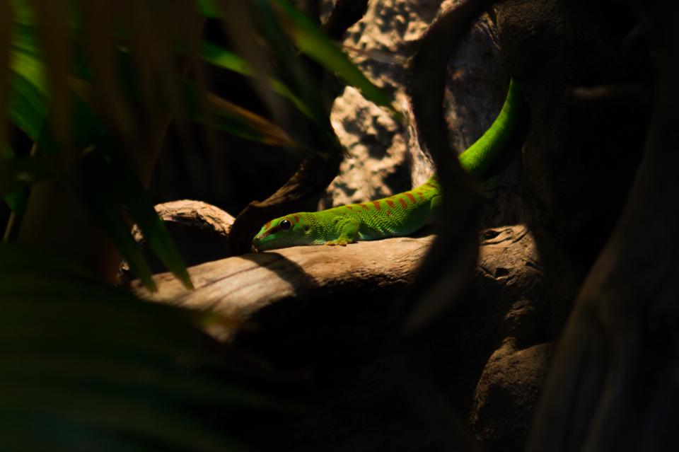 lizard green animal 