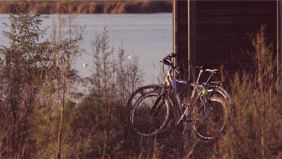 wood water plants lake fence bikes bicycles 