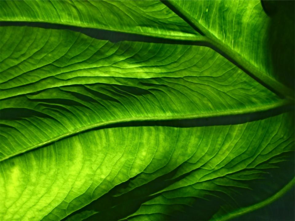 leaves leaf green 
