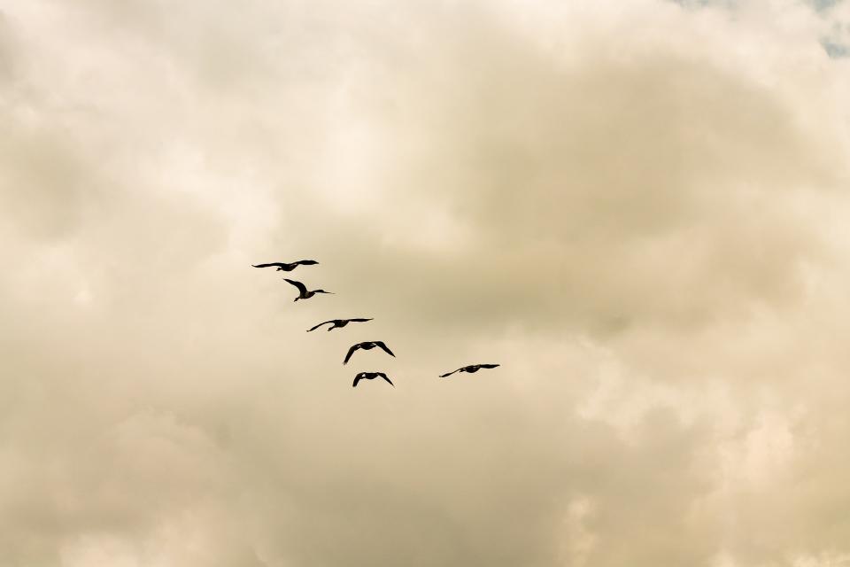 sky clouds birds animals 