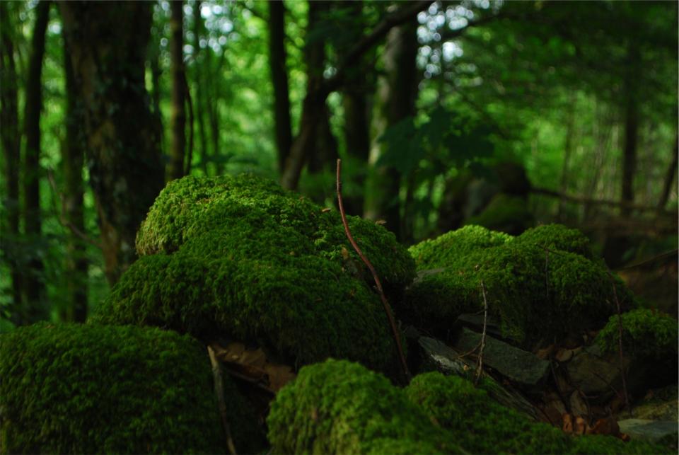woods trees nature moss green forest 