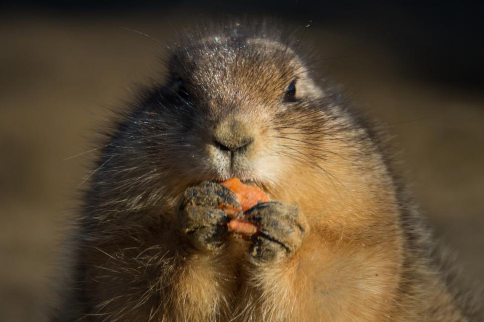 snack rodent prairiedog eating carrot animal 