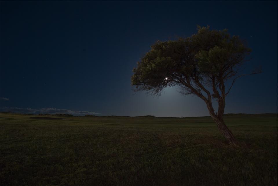 tree stars sky night moon grass field dark 