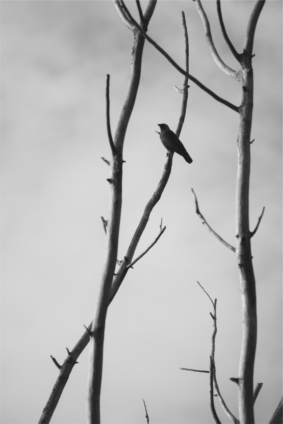 branches blackandwhite bird 