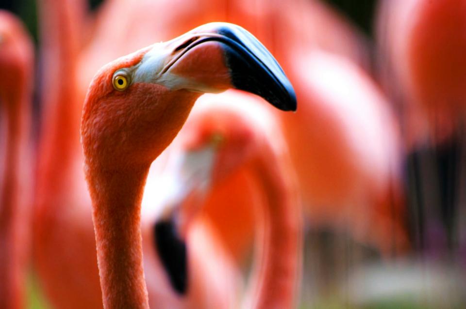 pink flamingos birds beak animals 