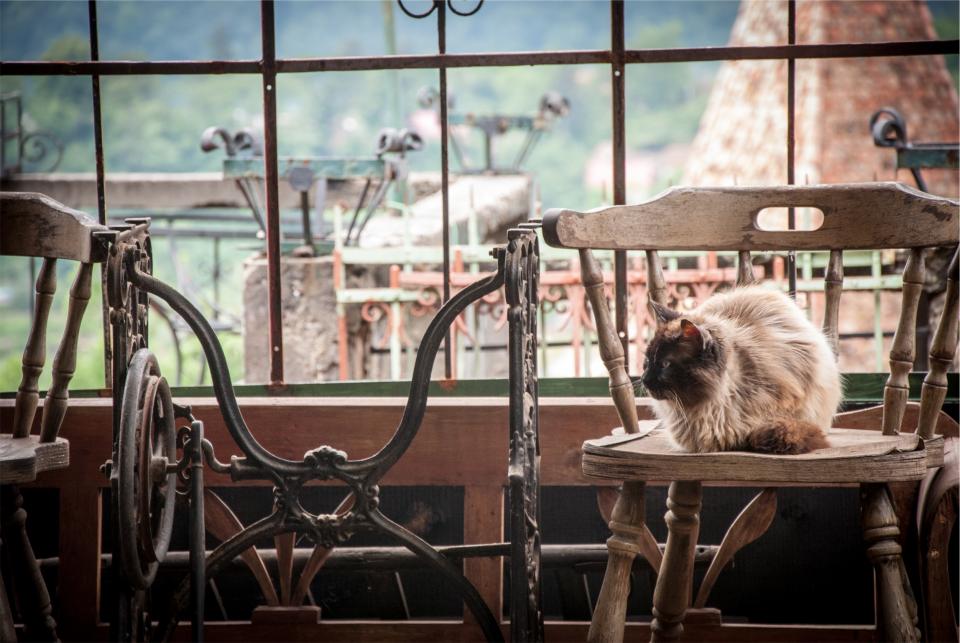 cat, pet, wood, chair