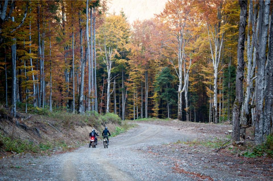 woods trees road motorbikes forest Fall dirtbikes bikers autumn 