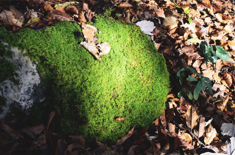 moss, leaves