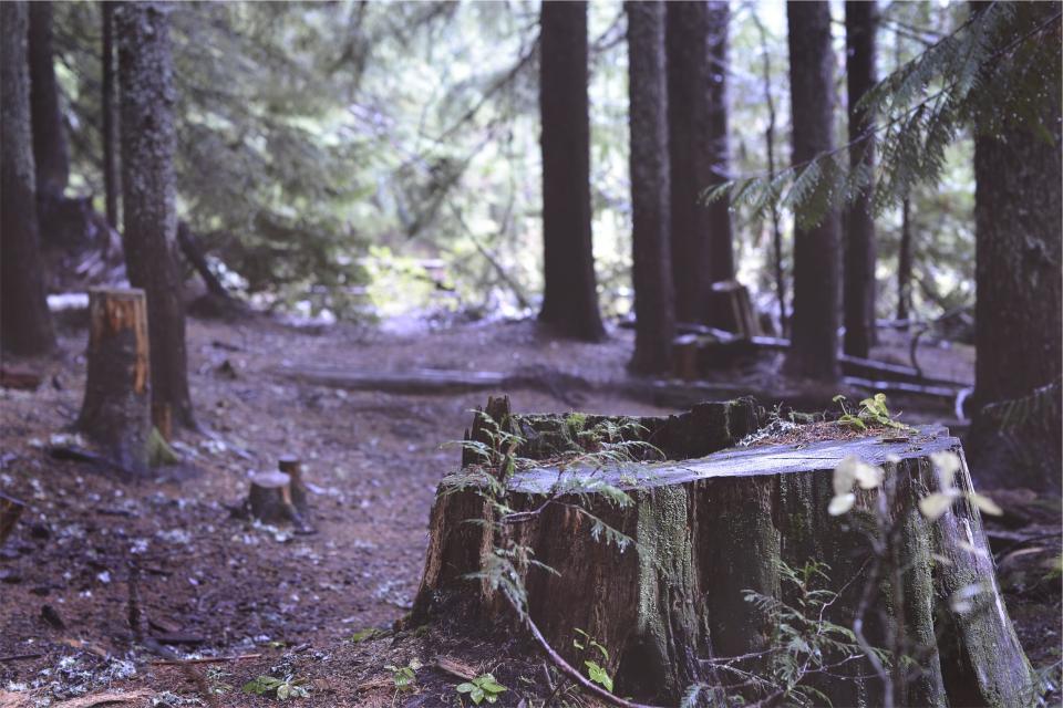 trees, stumps, forest, woods, nature, sticks