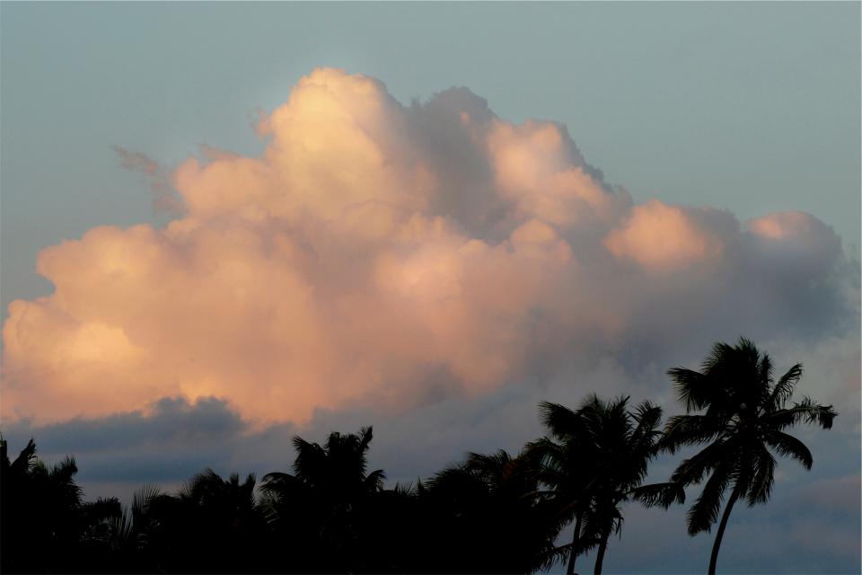 palm trees, clouds, sky