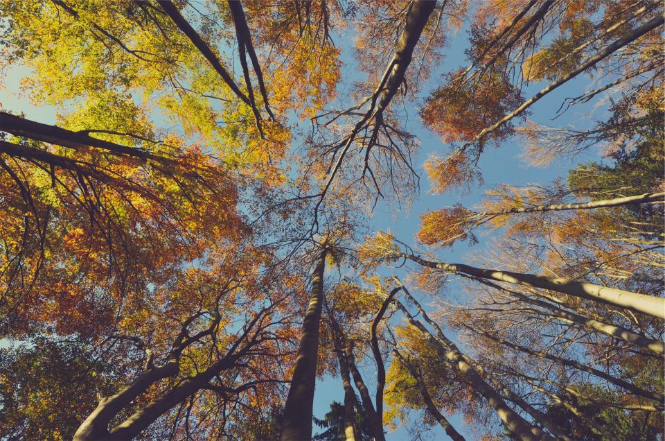 trees sky leaves Fall blue autumn 