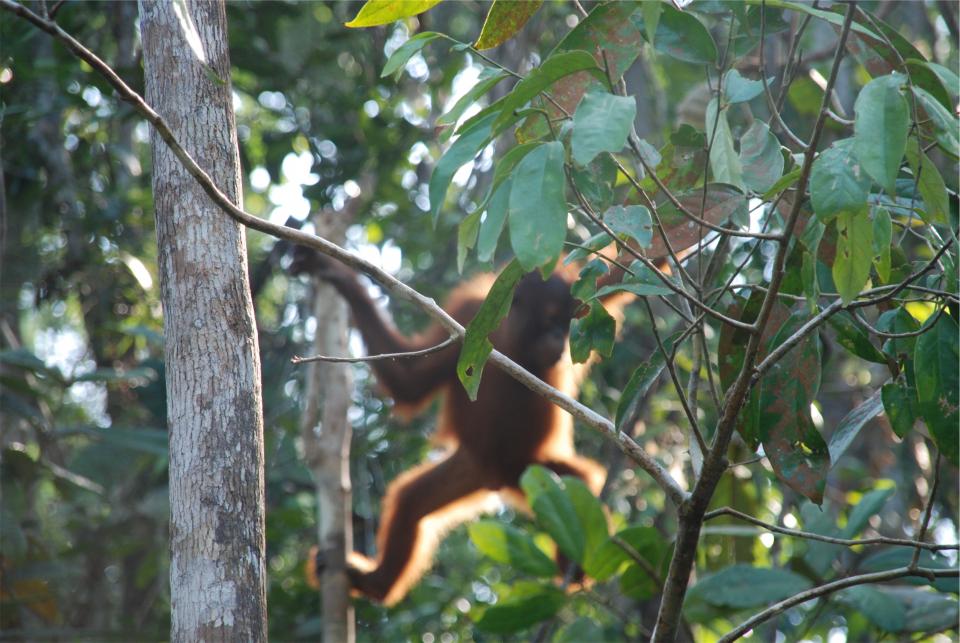 trees orangutan leaves jungle animal 