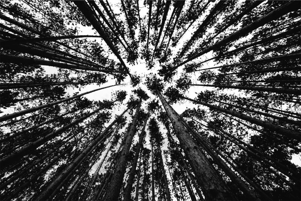 woods trees forest blackandwhite 