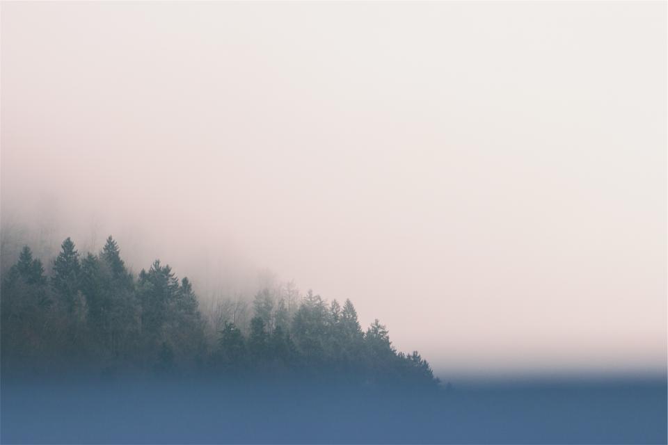 trees sky fog 