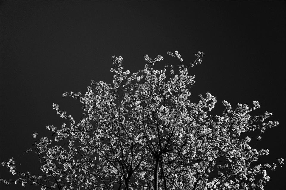 tree blossoms blackandwhite 