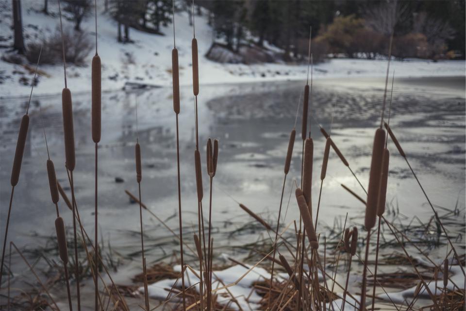 winter water river plants nature cattails 