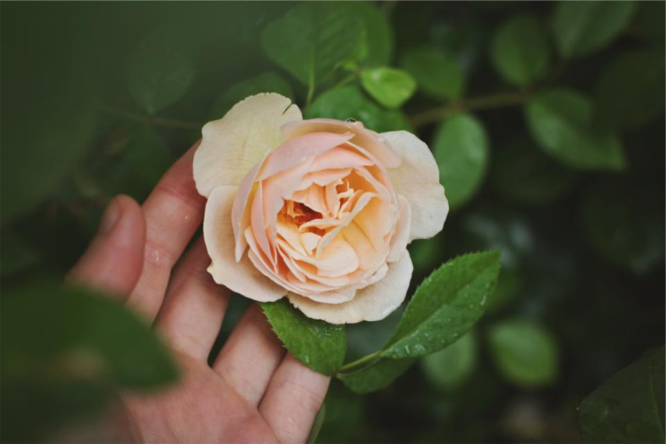 rose hand flower 