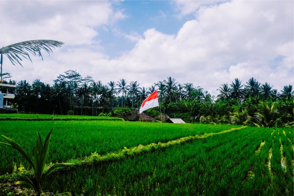 tropical palmtrees paddies Indonesian green grass flag agriculture 