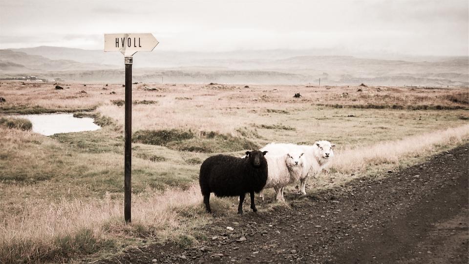 sheep rural road fields dirt animals 