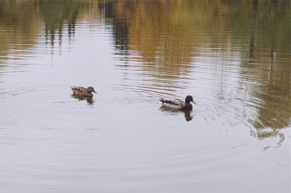 water lake ducks 