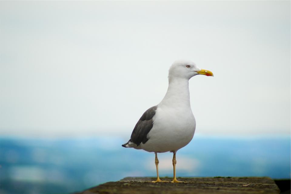 seagull bird animal 