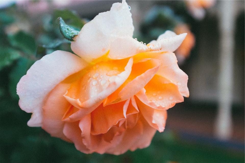 rose orange flower 