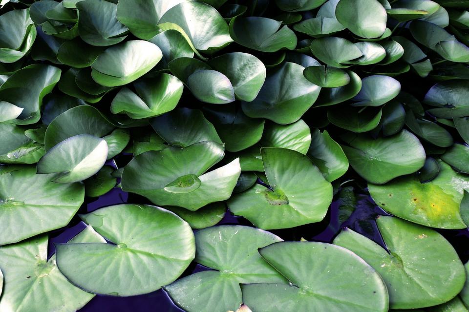 water lilypads green 