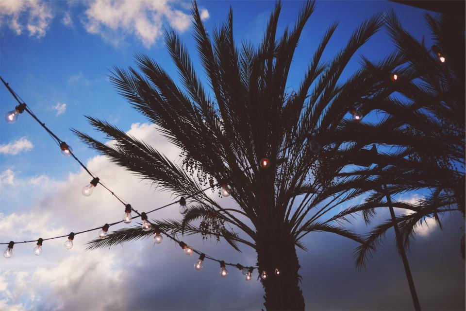 stringlights sky palmtrees clouds 