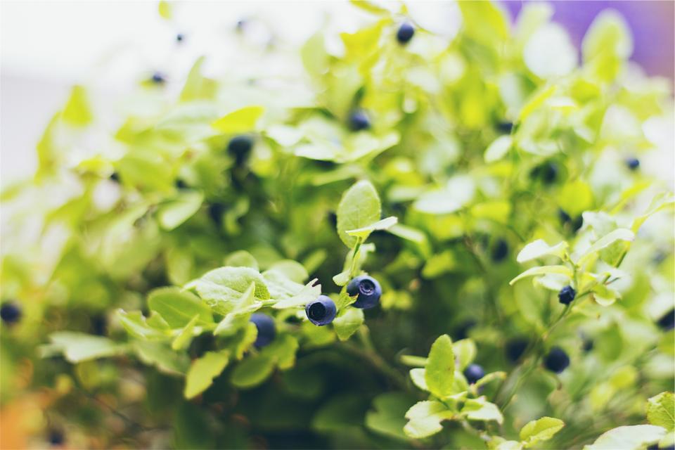 plants fruits blueberries 