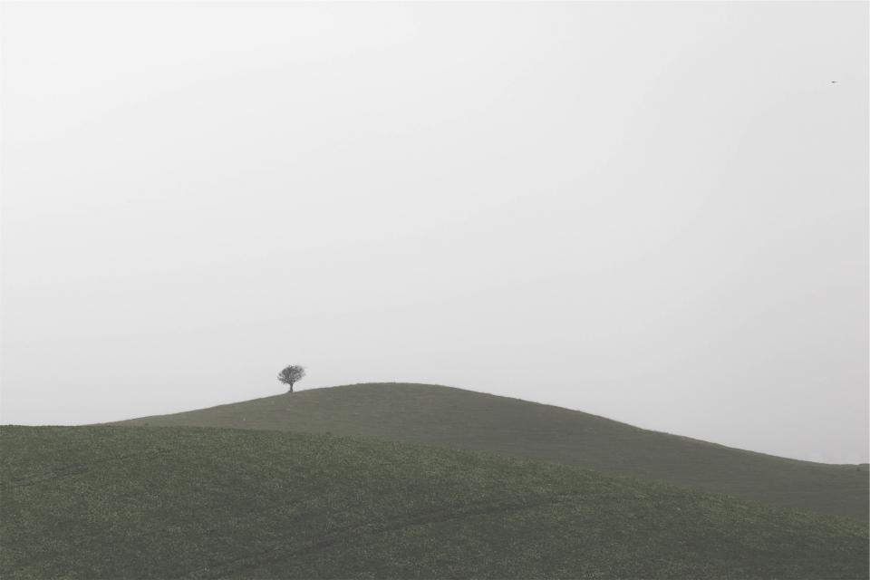 tree sky hills grey grass 