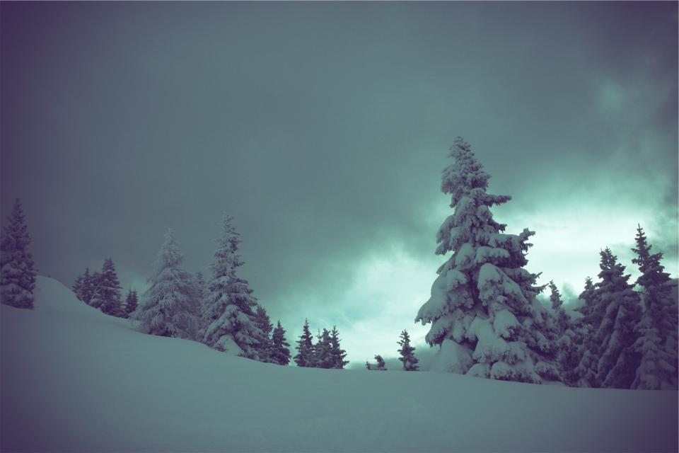 winter snow trees 35770 - WeLoveSoLo