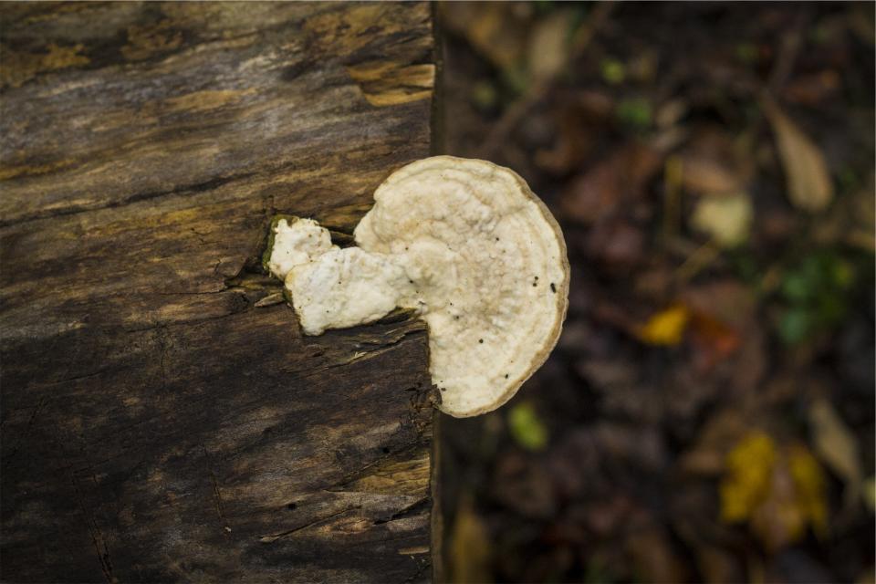 wood nature mushroom 