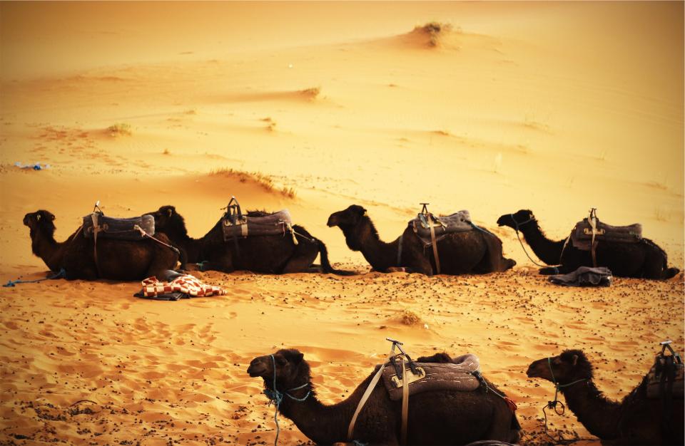 sand desert camels animals 