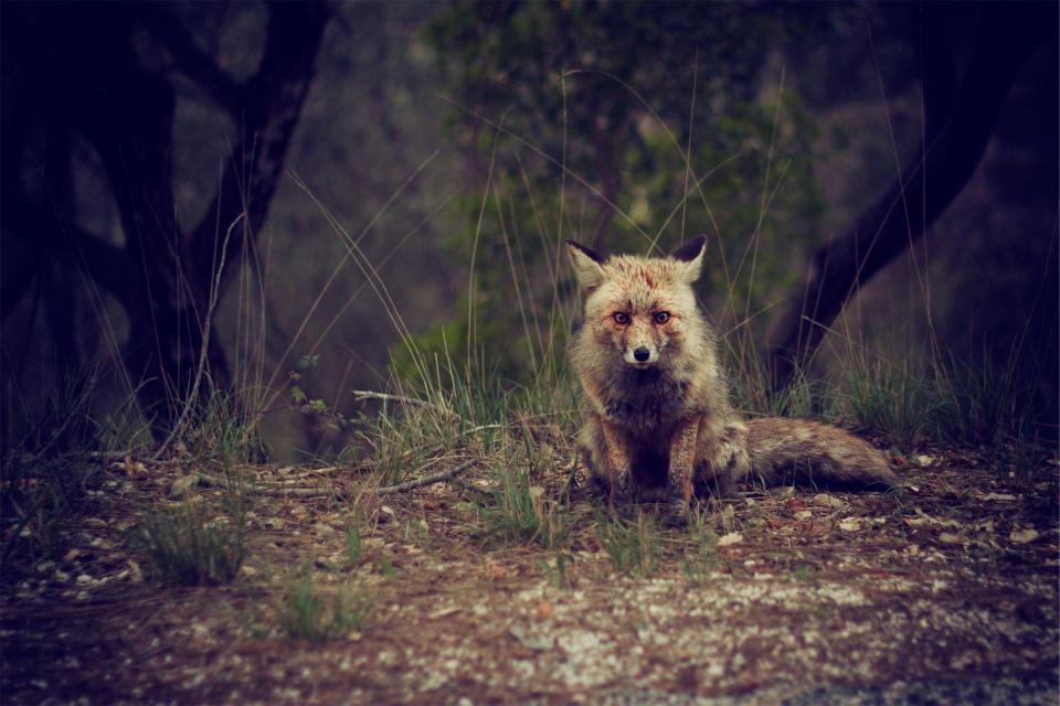woods wild fox animal 