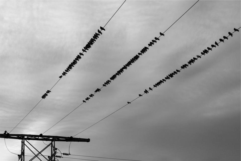 sky powerlines hydro grey electricity cloudy blackandwhite birds 