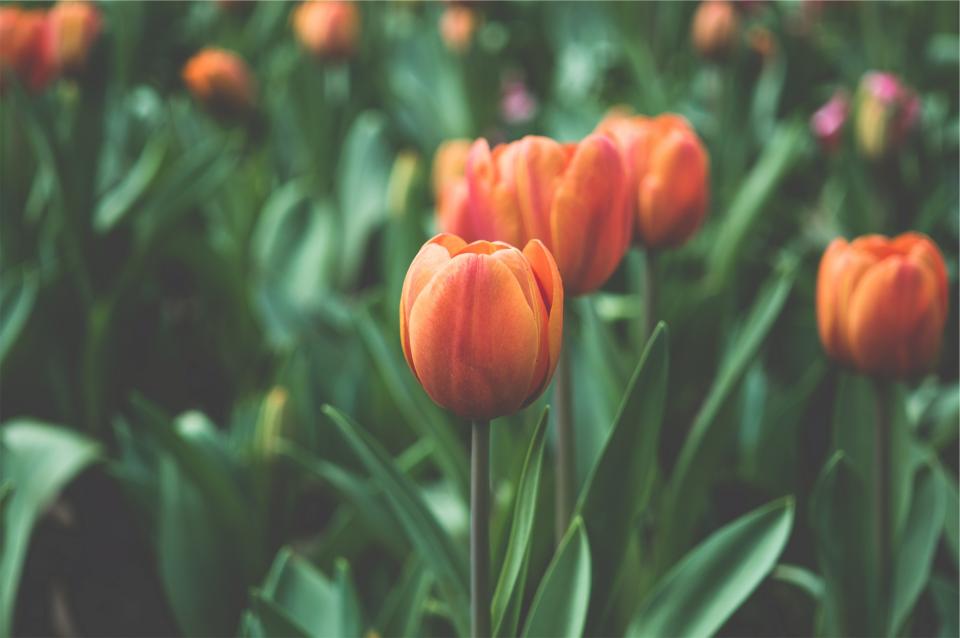 tulips orange garden flowers 
