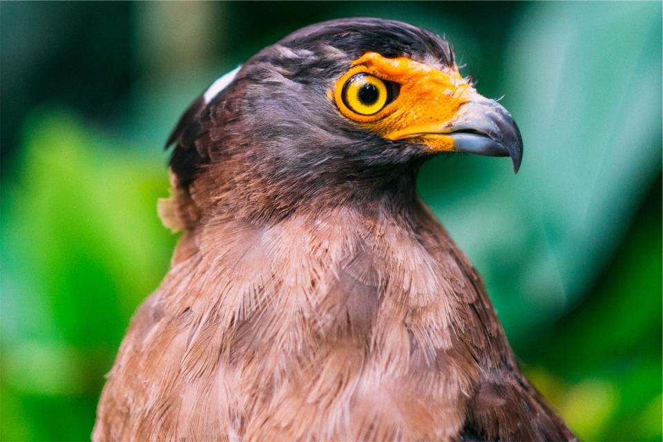 eye bird beak animal 