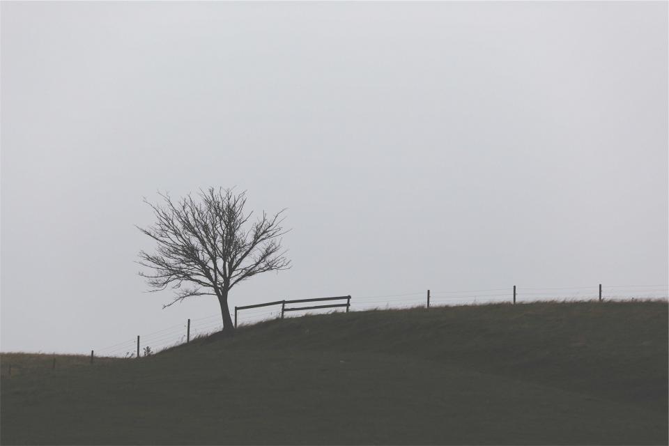 tree sky grey grass fields fence 