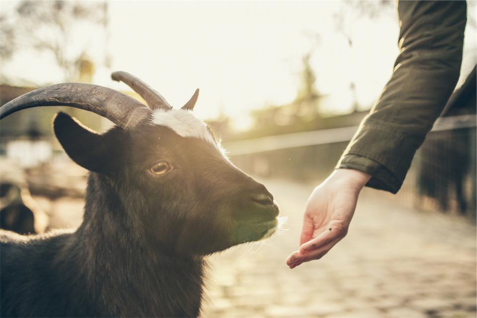 hands goat fur feeding eating animal 