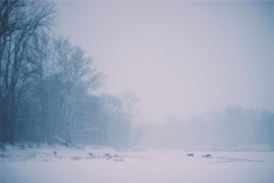 woods winter trees snow nature forest fog deer crossing cold blizzard animals 